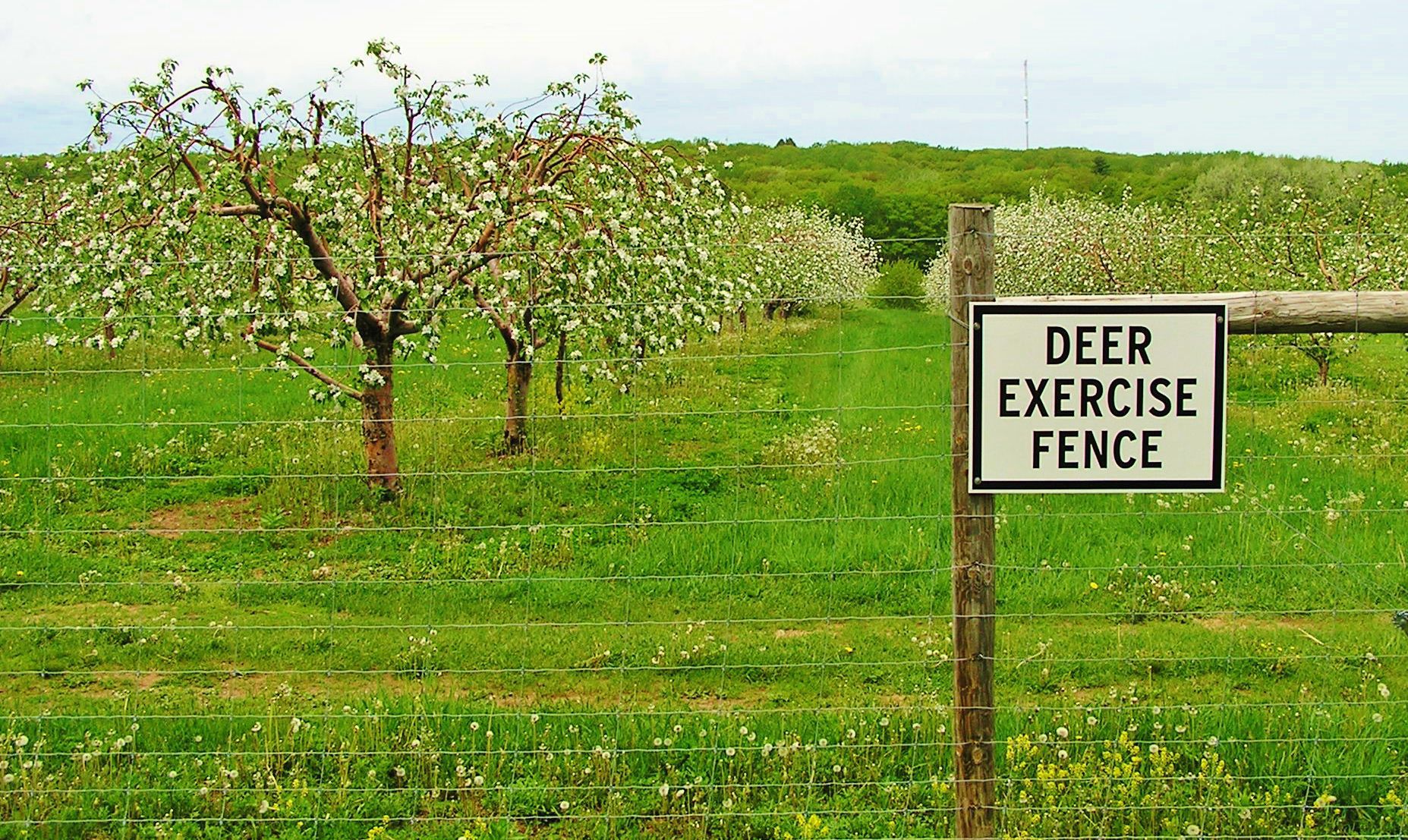 Apple blossoms show promise